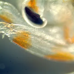 Zooplankton Ecology