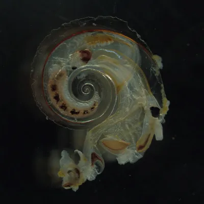 Pteropod shell under microscopy