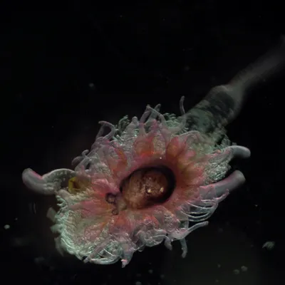 Siphonophore under the microscope