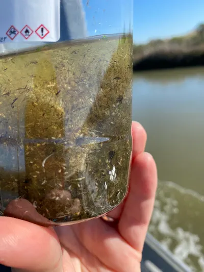 Zooplankton field sample jar